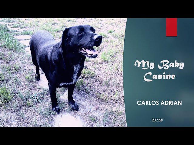 Carlos Adrian - My Baby Canine