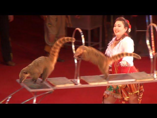 Circus. The show of different animals. Цирк. Шоу разных животных.