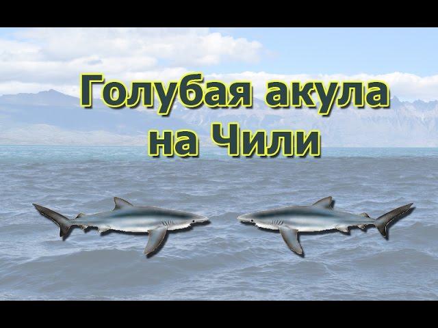 Русская Рыбалка 3.99 (Russian Fishing) Голубая акула на Чили