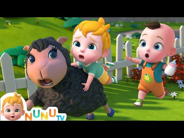 Baa Baa Black Sheep Song | Nursery Rhymes & Kids Songs | NuNu Tv Baby Songs