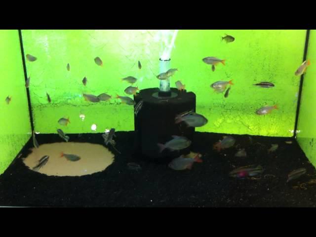 Kribensis and Columbian Tetra