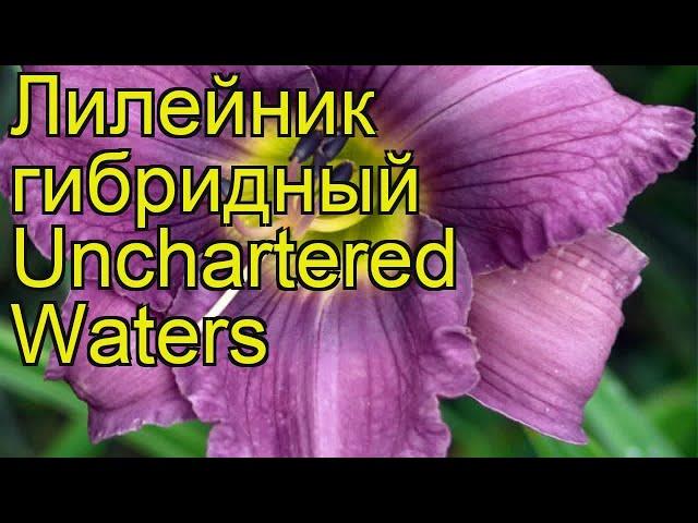 Лилейник гибридный Унчатэрэд Уотерс. Краткий обзор, описание hemerocallis hybrida Unchartered Waters