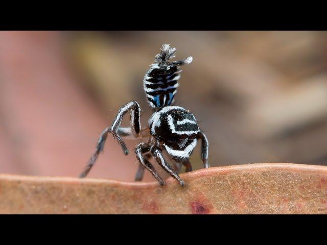 Peacock Spider 17  (Maratus sceletus)