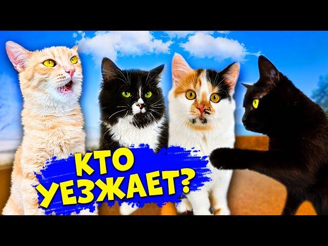 Последние дни спасенного котенка с нашими домашними животными / SANI vlog