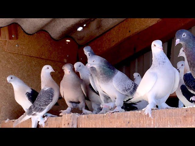 Вторая часть Супер Голуби Турецкая Такла! Super Turkish Takla pigeons Селекционер Санжах.