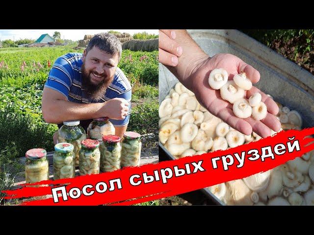 Солю сырые грузди / Вкусный рецепт засолки груздей / #грузди