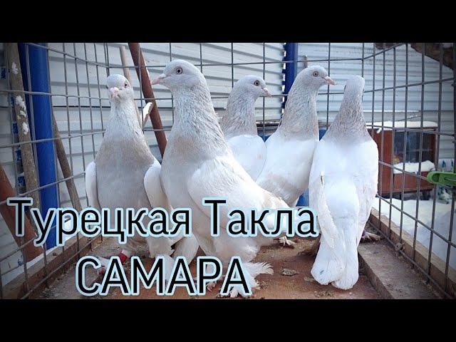 Голуби Турецкая Такла.САМАРА