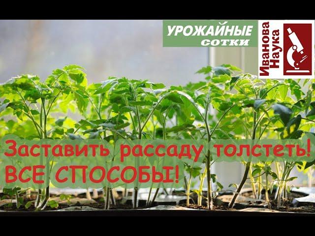 Не ВВЫСЬ, а ВШИРЬ! Бесплатный и простой способ заставить рассаду перестать тянуться вверх.