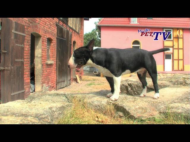 Miniature Bull Terrier: Informationen zur Rasse