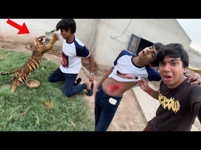 Tiger Ny Subhan Pr Attack Kr Dea 