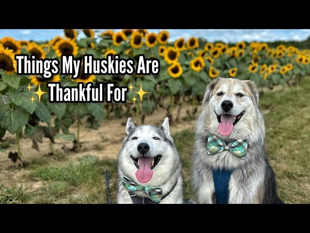 Things My Huskies Are Thankful For