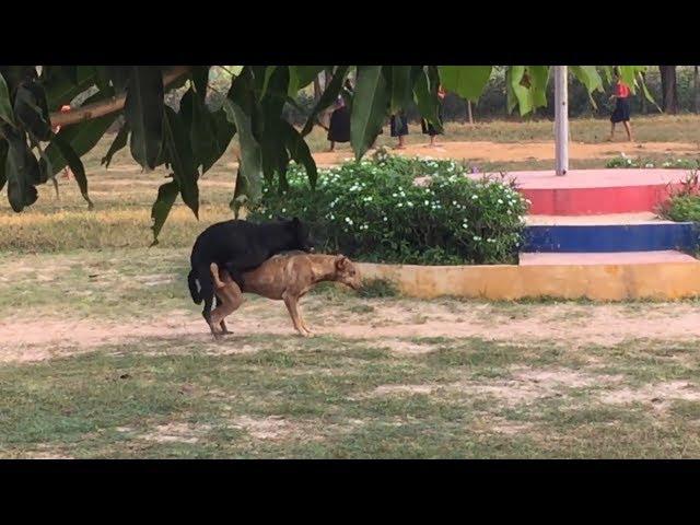 Dog breeding in the village​ - Разведение собак в деревне -Сладкая парочка