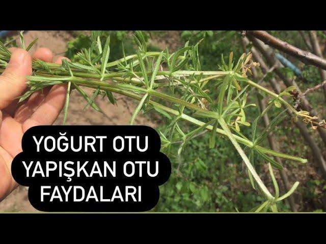 Sticky Grass Yogurt Grass Benefits