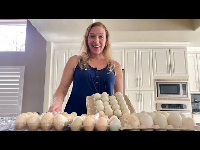 My Wife’s HUGE Egg Haul: Pasture Raised Duck & Chicken Eggs CHEAPER than the Store!