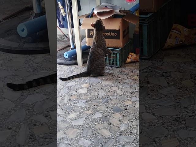 Gato sentado de pana