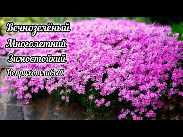 Посадите этот цветок в саду. Он станет цветущим ковром весной.