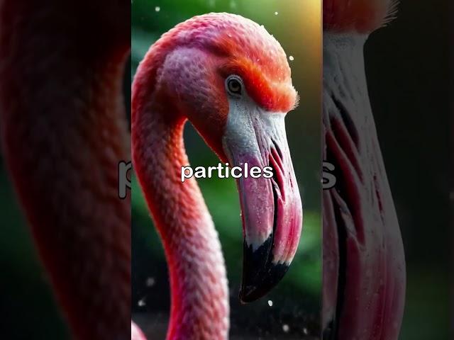 Why Do Flamingos Filter Feed with Their Beaks Upside Down?