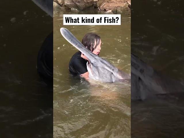 Kid Makes Rare Catch! This Kid Caught the Illusive Spoonbill or Paddlefish while Noodling Catfish!