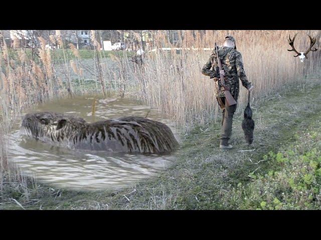 Tagjagd auf Nutria / Nutria Pest Control