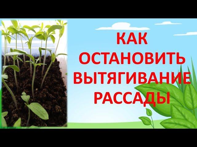 ПОЧЕМУ ВЫТЯГИВАЕТСЯ РАССАДА? Как выращивать рассаду. Как остановить вытягивание рассады.