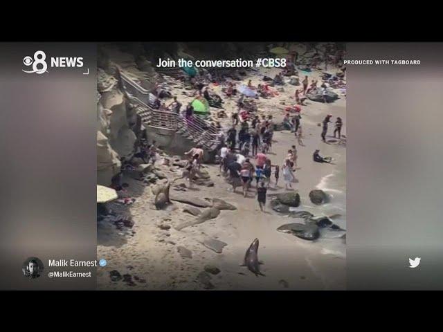 Sea lions chase beachgoers at La Jolla Cove