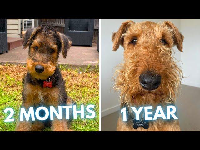 Airedale Terrier Winston - 2 Months to 1 Year - From Puppy to Adult Dog Transformation