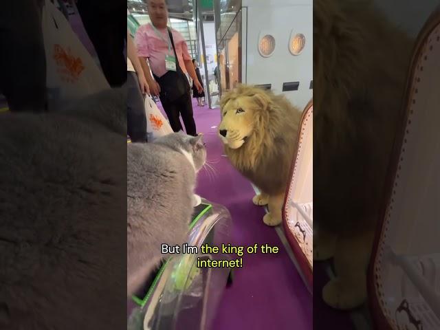 King of the internet meets King of the jungle | Cats