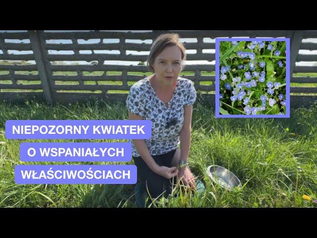 Przetacznik Ożankowy