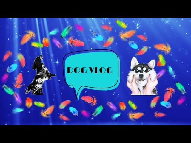 DogVlog : прогулка с собаками на Каму.|Русский спаниель|