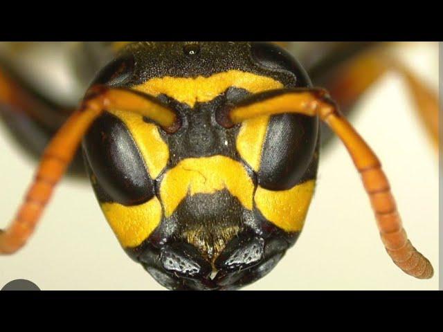 On Air! PAPER WASPS POLISTES NEST. Вам заважають Оси на Пасіці? Ці Оси? Або їньші?