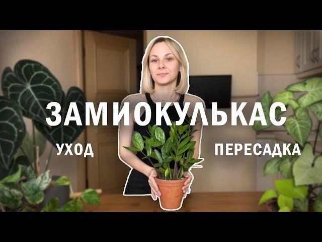 ЗАМИОКУЛЬКАС уход и пересадка / Пересаживаю долларовое дерево / Цветок для новичков