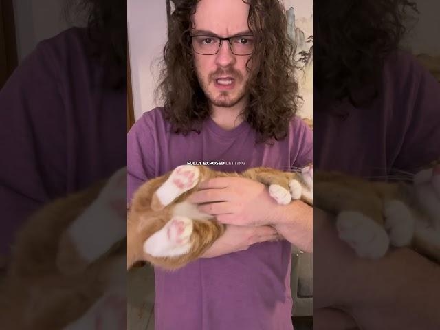 All of my cats want belly rubs… is that normal?