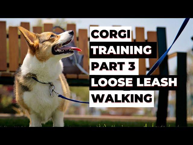 Corgi Training Guide: Part 3 - Achieving LOOSE LEASH WALKING With Your Dog: TIPS and EXERCISES