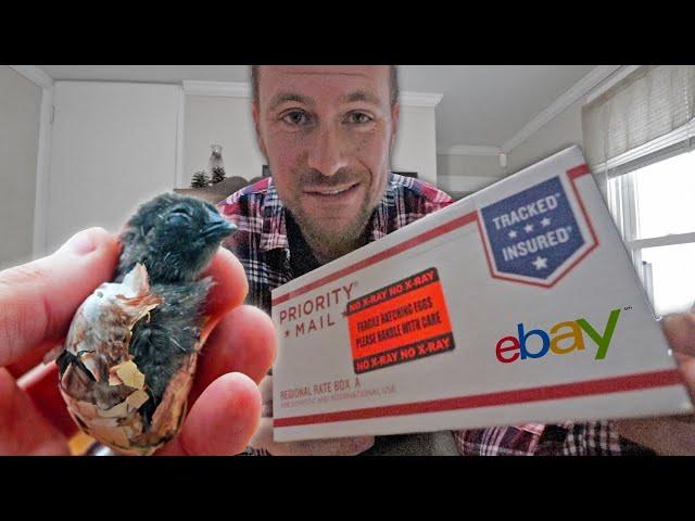 We bought rare breed hatching eggs from eBay. Will ANY of them hatch?