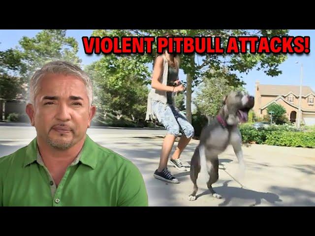 Pitbull’s Aggression Leads To Veterinarian Visit | Cesar 911 Season 2, Ep. 12