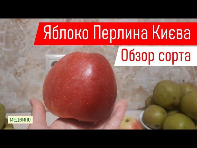 Яблоко Перлина (Жемчужина) Киева обзор сорта