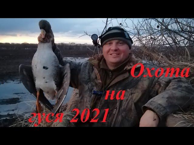 Гусиное открытие охоты 2021. Попали на массовый пролет гуся. Spring goose hunting, mass passage. ч.1