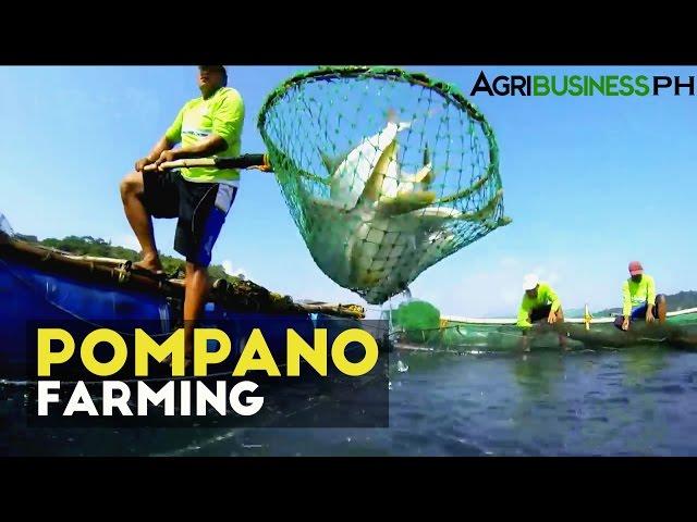 Pompano Farming : How to manage Pompano Aqua Farm | Agribusiness Philippines