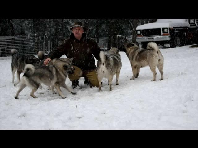 7 ancient Kamia elkhounds