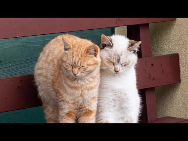  Funniest Cats and Dogs Videos  ||  Hilarious Animal Compilation №585