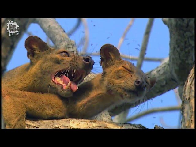 My Favorite Animal - Fossa Fouche (cryptoprocta ferox)