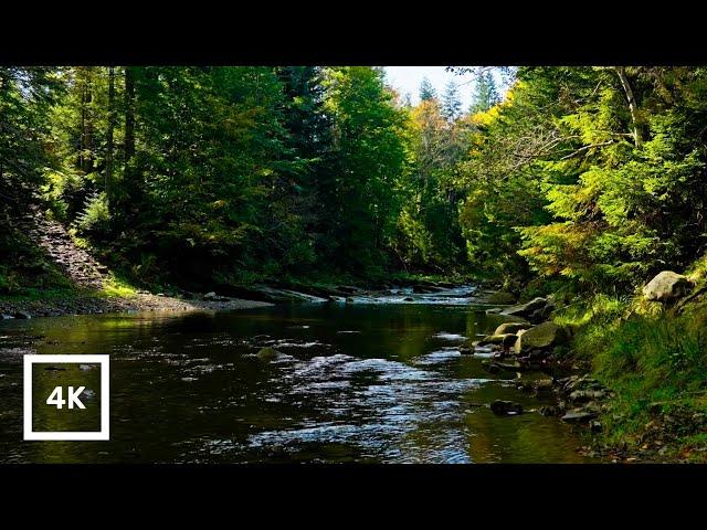 Forest River Nature Sounds - Gentle Stream with Birdsong | 4K Relaxing Nature Ambience for Sleep