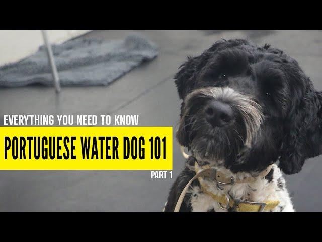 Everything You Need to Know About Portuguese Water Dogs (Part 1)