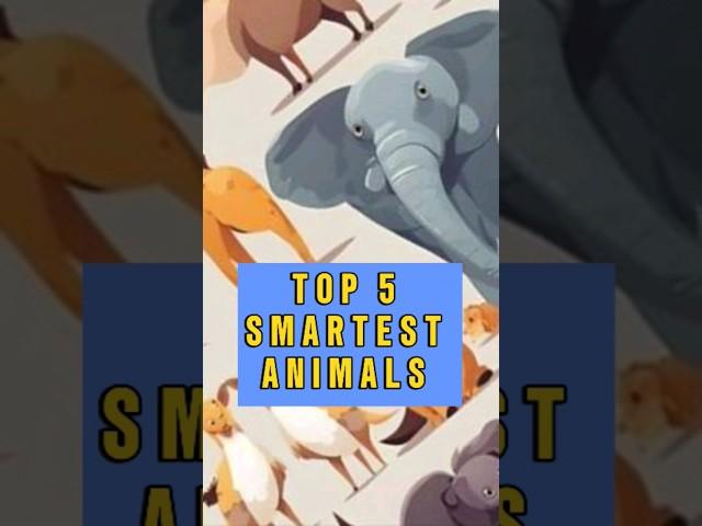 Top 5 Smartest Animals #shorts #top5#best5 #top5facts