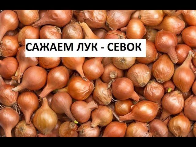 Сажаем лук севок.