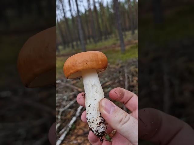 Picking Wild Edible Mushrooms of the Forest! Russula & Boletus!