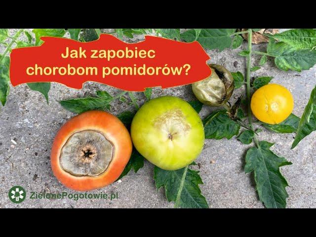 Sucha zgnilizna atakuje - jak ratować pomidory?