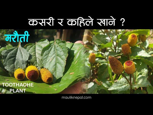 हेला गरिएकाे जडिबुटी मरहठी | Marethi | Toothache Plant | Maruti  Medicinal Herbs of Nepal Jadibuti