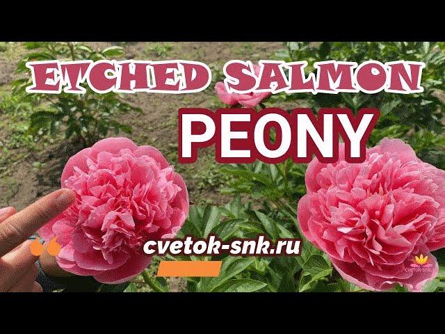 Эксклюзивный розовый пион ETCHED SALMON / Сад Ворошиловой