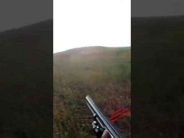 yeni sezon bıldırcın avı tamamı YouTube kanalımda, Bird hunting with an English pointer hunting dog